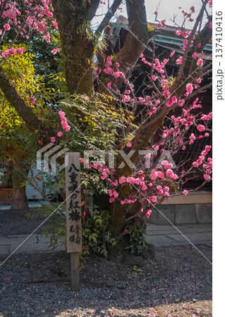 京都、下御霊神社に咲く紅梅 137410416