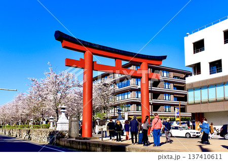 【神奈川】春の鎌倉 段葛の満開の桜と花見客 【神奈川】春の鎌倉 段葛の満開の桜と花見客 137410611