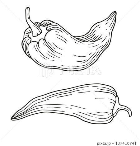 Hand-drawn chili peppers in graphic sketch style isolated on white background for product design, recipe or ingredients 137410741