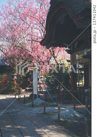 京都、下御霊神社の本殿と満開の紅梅 京都、下御霊神社の本殿と満開の紅梅 137411042