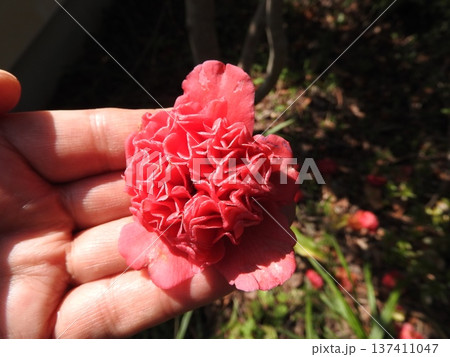 ツバキ（椿）の変わり種：紅卜伴（ベニボクハン）/紅唐子（ベニカラコ） 137411047