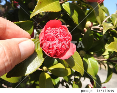 ツバキ（椿）の変わり種：紅卜伴（ベニボクハン）/紅唐子（ベニカラコ） 137411049