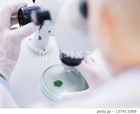 Leaf in petri dish, microscope and scientist with analysis, liquid solution and environment science with medical research. Investigation, review and agriculture, person check plant sample in lab Leaf in petri dish, microscope and scientist with analysis, liquid solution and environment science with medical research. Investigation, review and agriculture, person check plant sample in lab 137411069