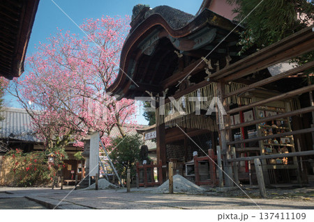 京都、下御霊神社の本殿と満開の紅梅 137411109