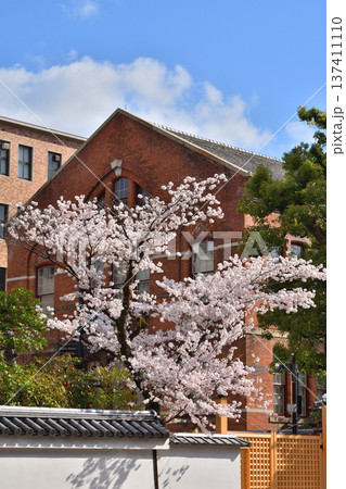 同志社の有終館の桜 137411110