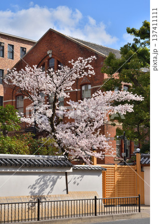 同志社の有終館の桜 137411111