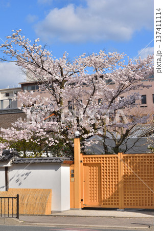同志社の有終館の桜 同志社の有終館の桜 137411114