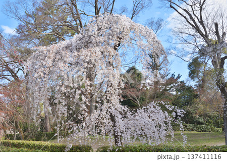 京都御苑の近衛桜 京都御苑の近衛桜 137411116