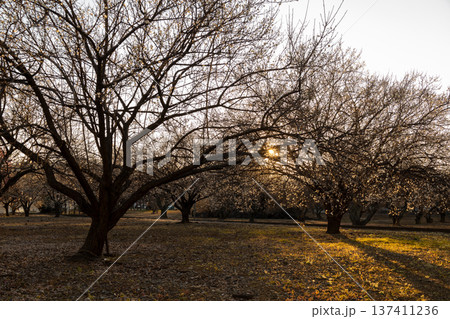 2月　7分咲きの梅林　 137411236