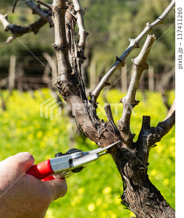 Farmer pruning the vine in winter. Agriculture. Farmer pruning the vine in winter. Agriculture. 137411260