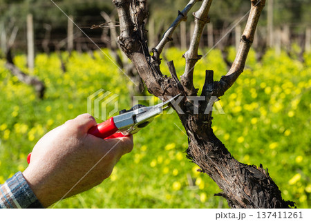 Farmer pruning the vine in winter. Agriculture. 137411261