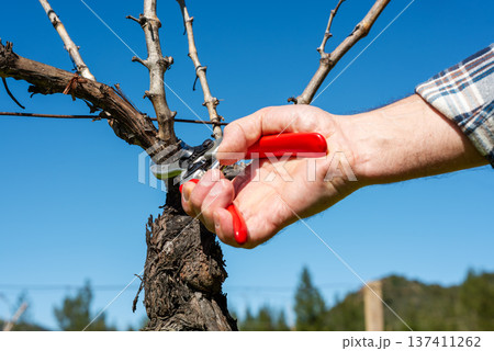 Farmer pruning the vine in winter. Agriculture. Farmer pruning the vine in winter. Agriculture. 137411262