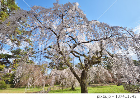 京都御苑の近衛桜 137411345
