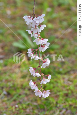 京都御苑の近衛桜 京都御苑の近衛桜 137411349