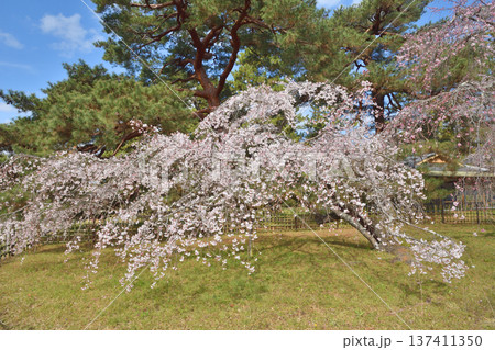 京都御苑の近衛桜 京都御苑の近衛桜 137411350