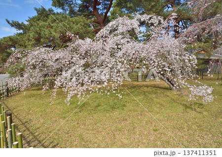 京都御苑の近衛桜 京都御苑の近衛桜 137411351