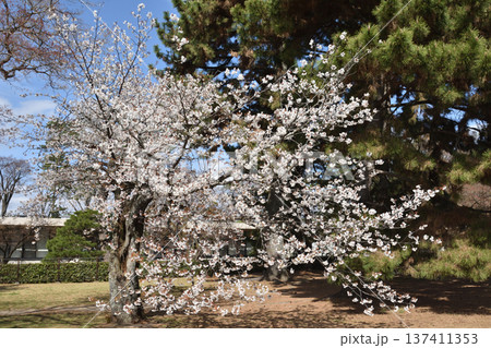 京都御苑の近衛桜 137411353