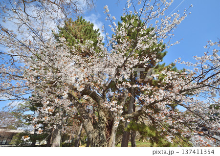 京都御苑の近衛桜 137411354