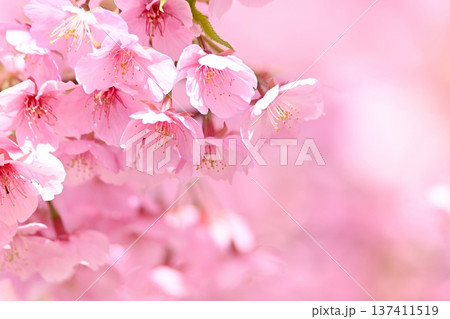 桃色の河津桜 桃色の河津桜 137411519