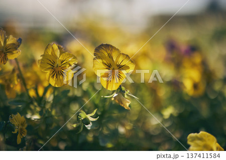 Closeup flowers, outdoor field and landscape for growth, beauty and nature in summer with blurred background. Plants, leaves and spring with sustainability, garden and eco friendly for environment Closeup flowers, outdoor field and landscape for growth, beauty and nature in summer with blurred background. Plants, leaves and spring with sustainability, garden and eco friendly for environment 137411584
