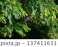 White-throated Kingfisher Perched on Tree Branch Among Green Leaves 137411631