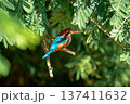 White-throated Kingfisher Perched on Tree Branch in Lush Green Foliage 137411632