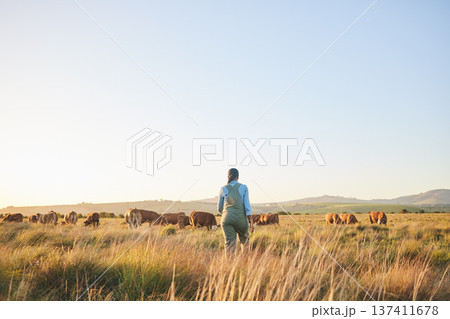 Woman, farmer and walking in countryside, blue sky and grass field with cow and cattle. Female person, back and agriculture outdoor with animals and livestock for farming in nature with mockup space 137411678