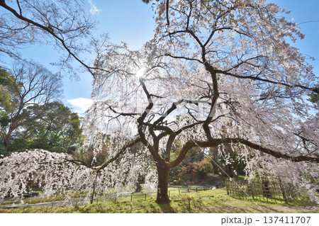京都御苑の近衛桜 137411707