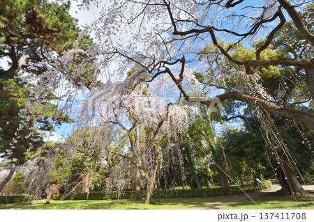 京都御苑の近衛桜 137411708
