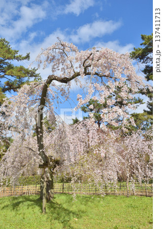 京都御苑の近衛桜 京都御苑の近衛桜 137411713