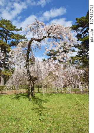 京都御苑の近衛桜 京都御苑の近衛桜 137411715