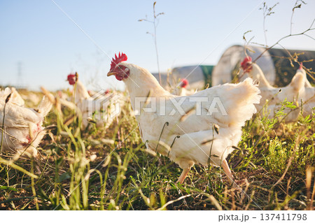 Grass, chicken farm and coup with blue sky in green countryside, free range agriculture and sunshine. Poultry farming, sustainability and freedom, group of birds in field and animals walking together Grass, chicken farm and coup with blue sky in green countryside, free range agriculture and sunshine. Poultry farming, sustainability and freedom, group of birds in field and animals walking together 137411798