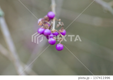 purple berries of callicarapa americana beautyberry selective focus 137411996