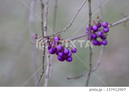 purple berries of callicarapa americana beautyberry selective focus purple berries of callicarapa americana beautyberry selective focus 137412007