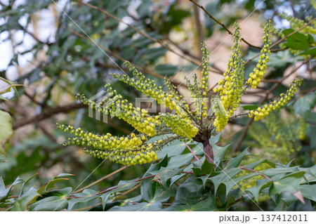 Yellow flowers of Berberis bealei, also known as leatherleaf mahonia, Beale's barberry, or Oregon grape. Yellow flowers of Berberis bealei, also known as leatherleaf mahonia, Beale's barberry, or Oregon grape. 137412011