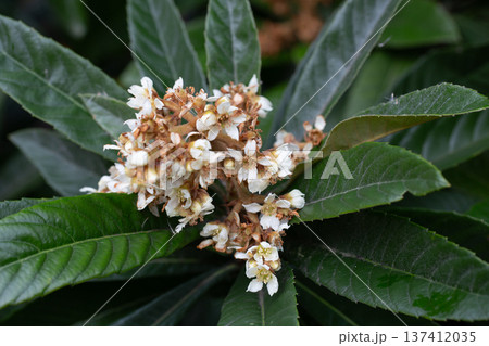 Blooming Japanese medlar (Eriobotrya Japonica) on blurred background. Selective focus. Huge beautiful green leaves around yellow inflorescences. Close-up 137412035