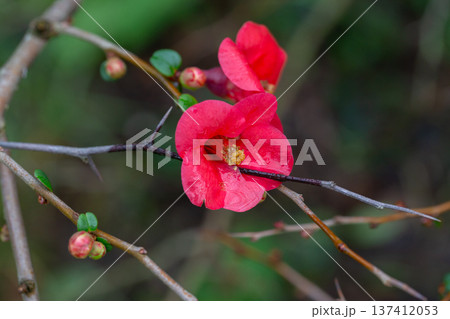 Detail of pretty pink flowers of a Japanese quince Chaenomeles japonica covered in raindrops Detail of pretty pink flowers of a Japanese quince Chaenomeles japonica covered in raindrops 137412053