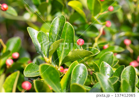 evergreen euonymus japonicus on the green leaves background 137412065