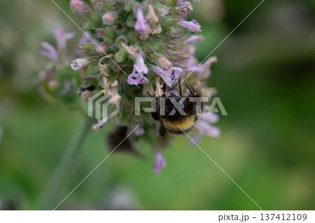 Bumblebee on catnip flowers in the botanical garden. Catnip, lemon mint - The plant contains up to 3 essential oil, which gives it a strong, distinctive ("lemon") smell that attracts cats Bumblebee on catnip flowers in the botanical garden. Catnip, lemon mint - The plant contains up to 3 essential oil, which gives it a strong, distinctive ("lemon") smell that attracts cats 137412109