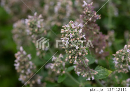Catnip (lat. Nepeta cataria) - medicinal plant blooms on a Sunny spring day. Catnip, lemon mint - The plant contains up to 3 essential oil, which gives it a strong, distinctive ("lemon") smell that 137412111