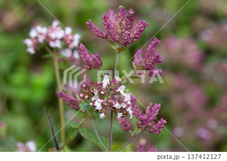 Oregano Origanum vulgare purple violet flowers on nature. A medicinal plant that is also used as a spice; a good honey plant. Oregano Origanum vulgare purple violet flowers on nature. A medicinal plant that is also used as a spice; a good honey plant. 137412127