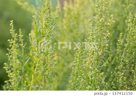 Plant Estragon or Tarragon (Artemisia dracunculus) is a spice used in pickling, canning, and is an excellent seasoning for meat dishes. It has phytoncide properties. 137412150