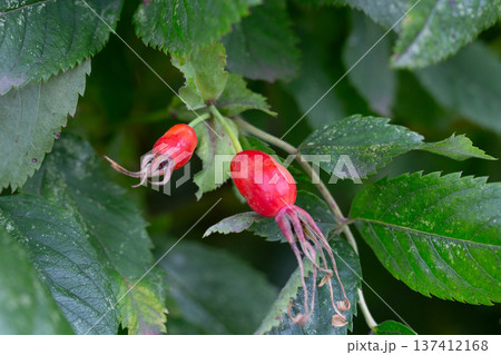 Branches of ripe red rose hips in the forest in autumn. 137412168