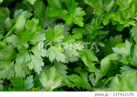 A selective focus shot of leaves of garden parsley A selective focus shot of leaves of garden parsley 137412170
