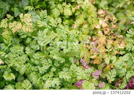Chervil (Anthriscus cerefolium), beautifully growing chervil in spring time. Background made of colorful leaves of a medicinal plant. Green foliage. Close up view. Chervil (Anthriscus cerefolium), beautifully growing chervil in spring time. Background made of colorful leaves of a medicinal plant. Green foliage. Close up view. 137412202