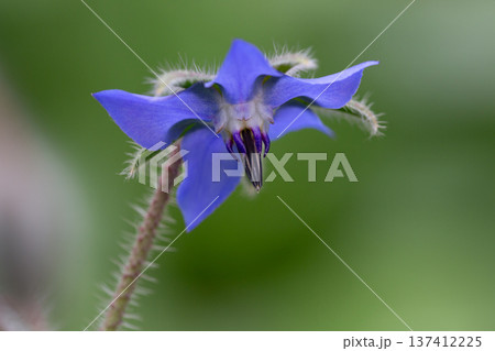 The purpose and pink flowers of Borago officinalis 137412225