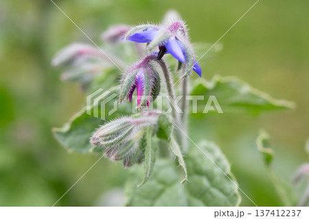 The purpose and pink flowers of Borago officinalis 137412237