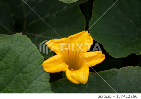 blooming young pumpkin plants in a garden bed in a natural environment, close-up selective focus blooming young pumpkin plants in a garden bed in a natural environment, close-up selective focus 137412266