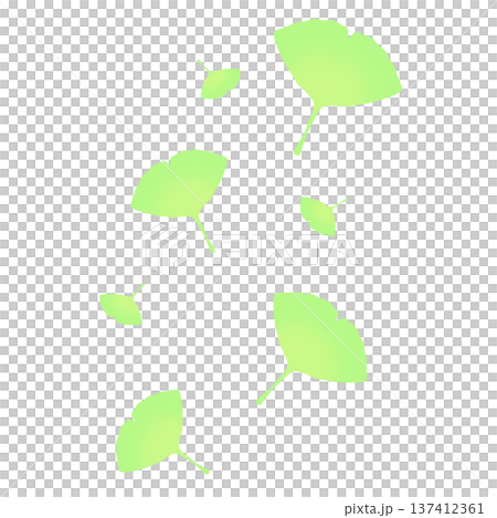 薄い緑色のたくさんのイチョウの葉 薄い緑色のたくさんのイチョウの葉 137412361