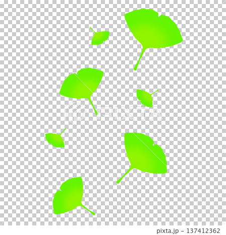 緑色のたくさんのイチョウの葉 137412362